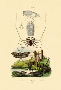 Pram Bug Amphipod by French School